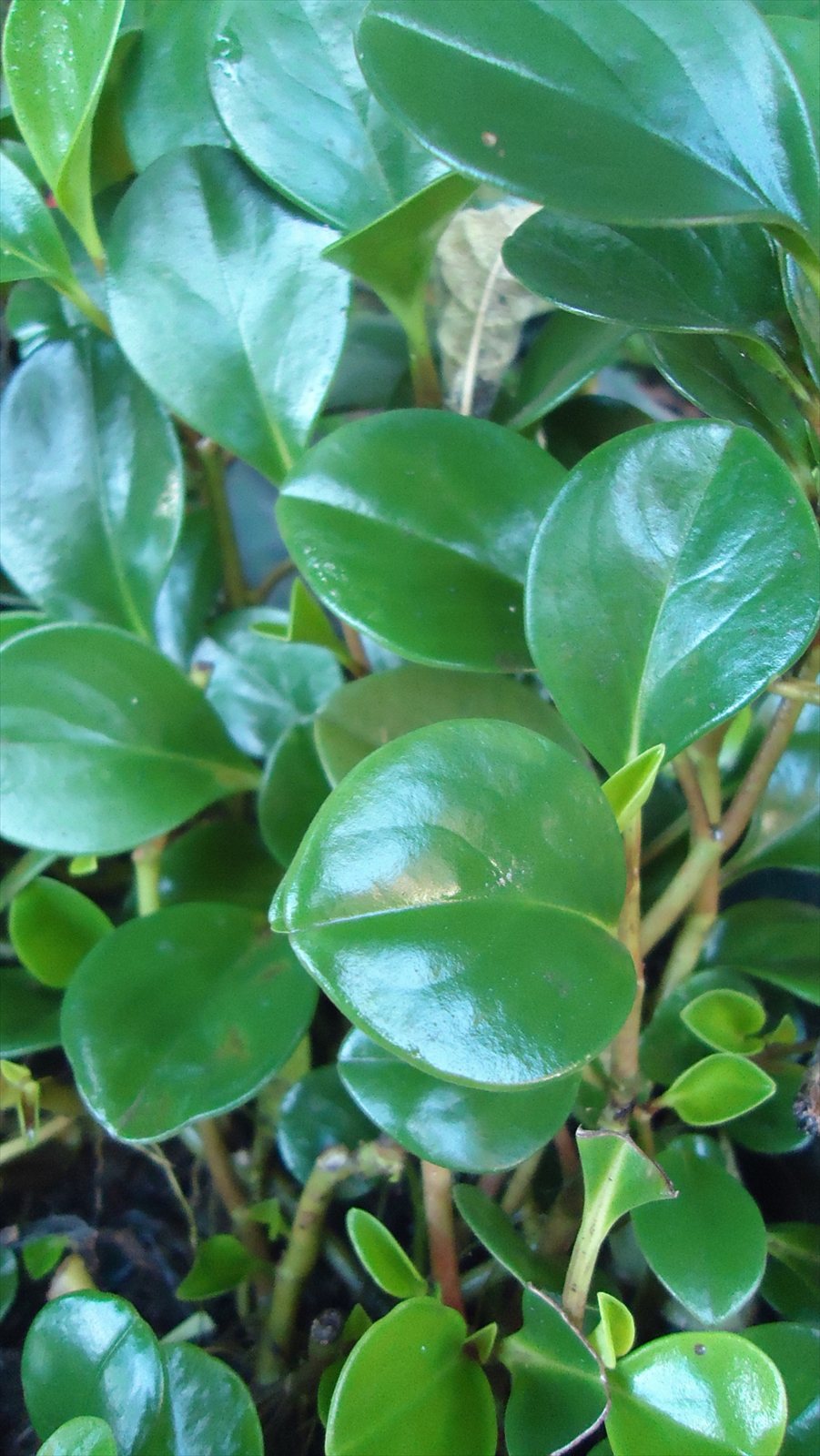 Peperomia obtusifolia with thick glossy oval green leaves.