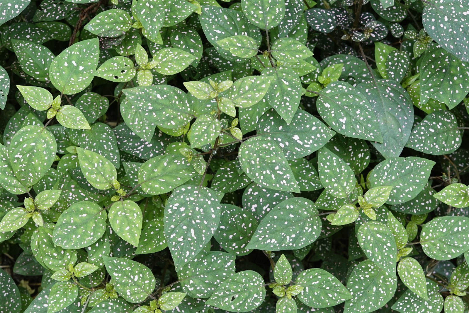 Polka dot plant, Hypoestes phyllostachya, with pink-speckled leaves.