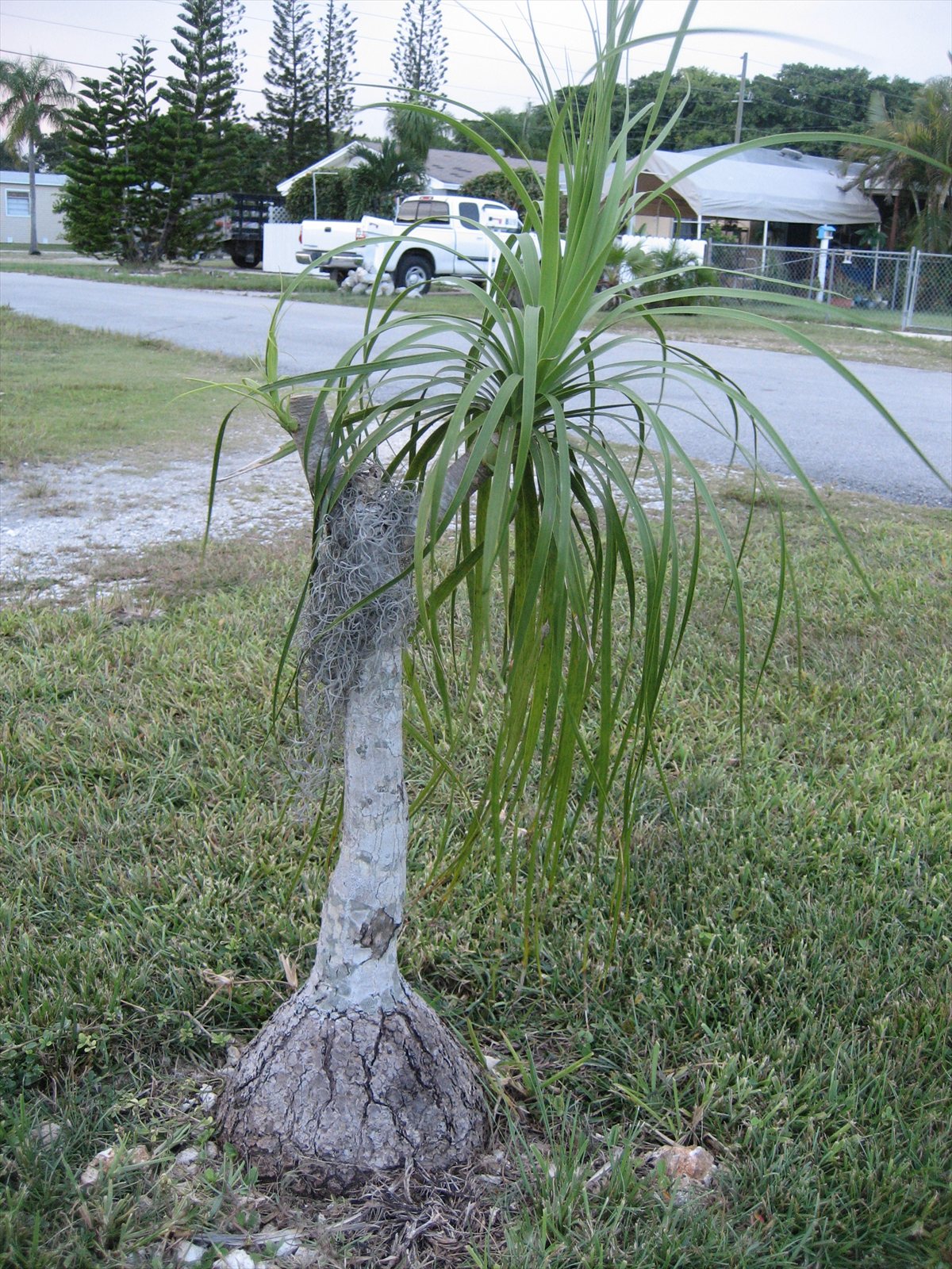 Ponytail palm, Beaucarnea recurvata, with a swollen trunk base and long narrow arching leaves.