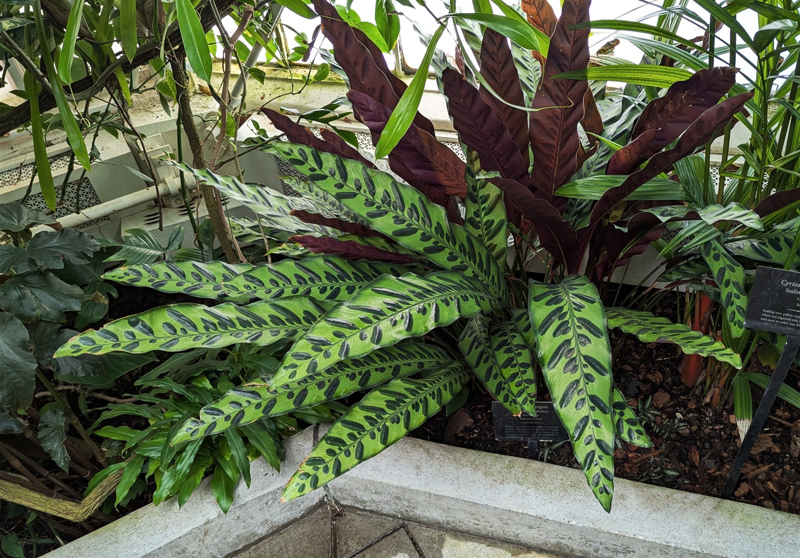 Prayer plant, Calathea insignis, with long patterned green leaves.