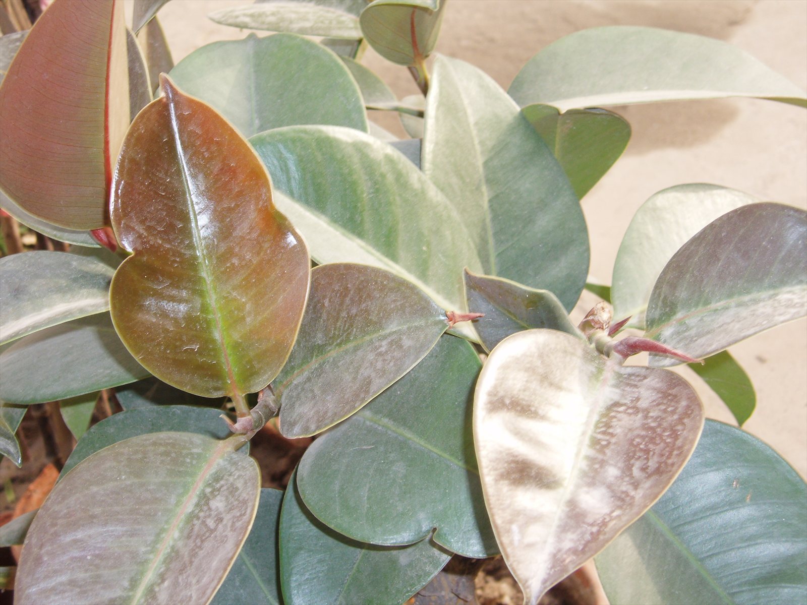 Potted rubber plant, Ficus elastica, with broad glossy dark green leaves.