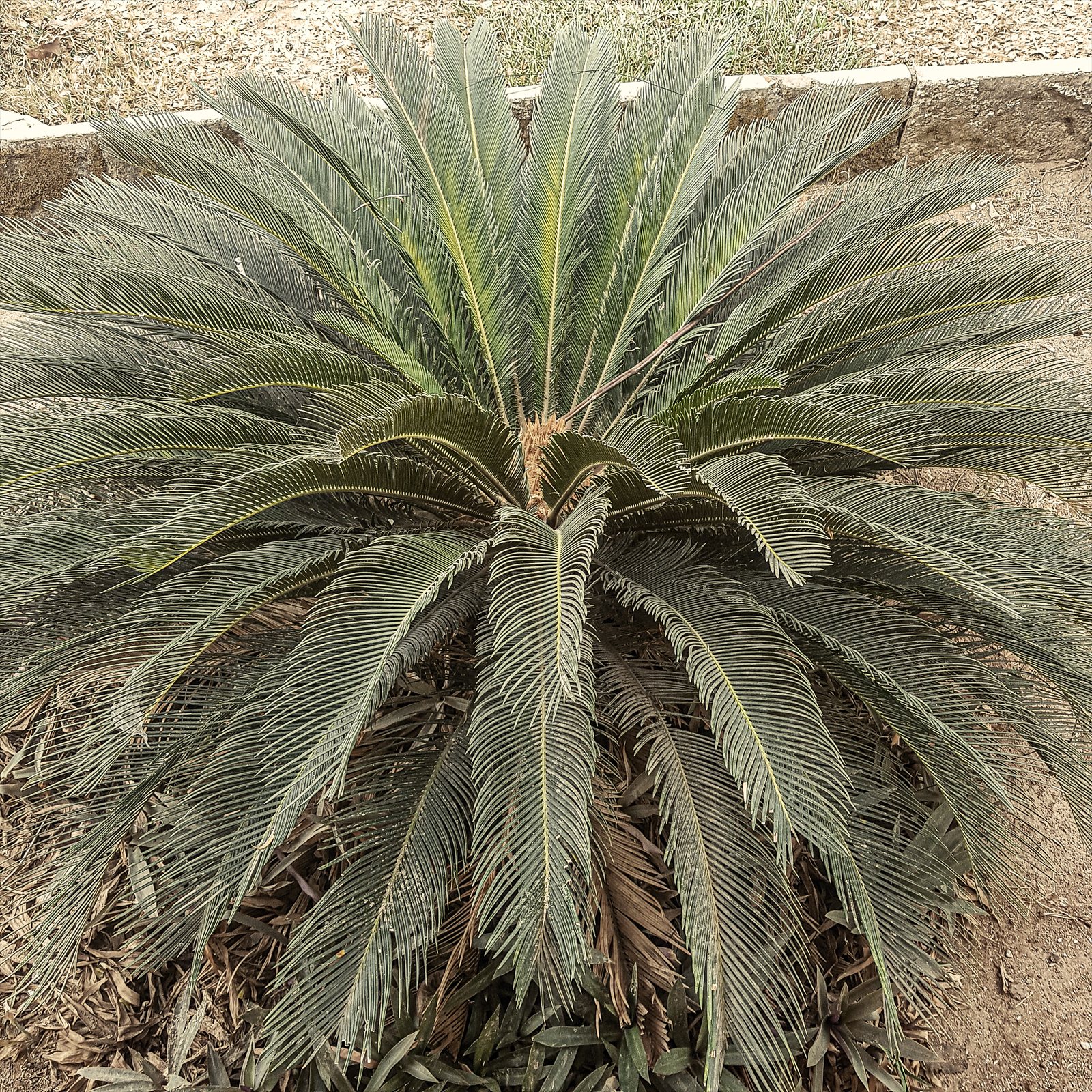 Sago palm, Cycas revoluta, with stiff glossy fronds radiating from the center.