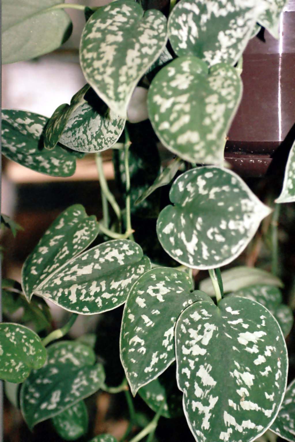Satin pothos, Scindapsus pictus var. argyreus, with silver-patterned leaves.