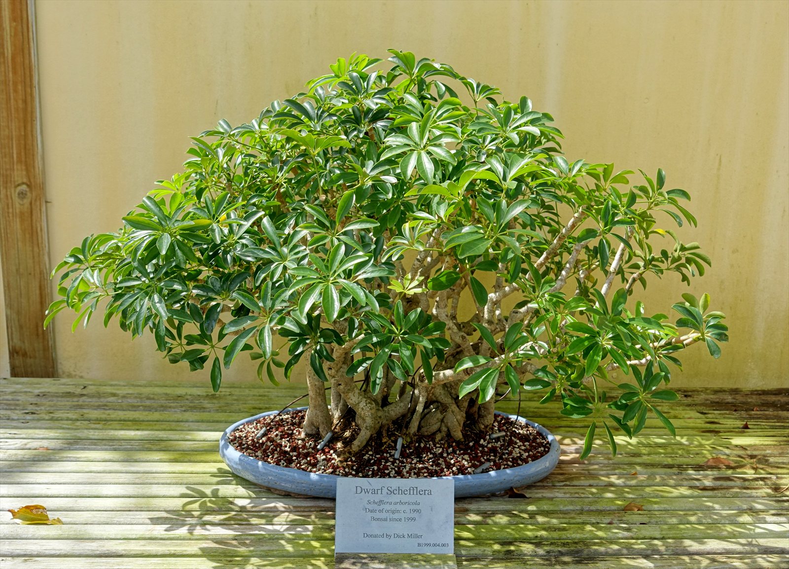 Schefflera arboricola with glossy leaflets arranged in umbrella-like clusters.