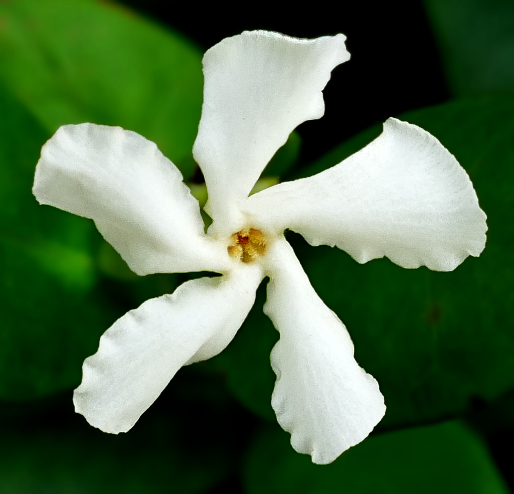 Star jasmine vine with glossy green leaves and fragrant white pinwheel flowers.