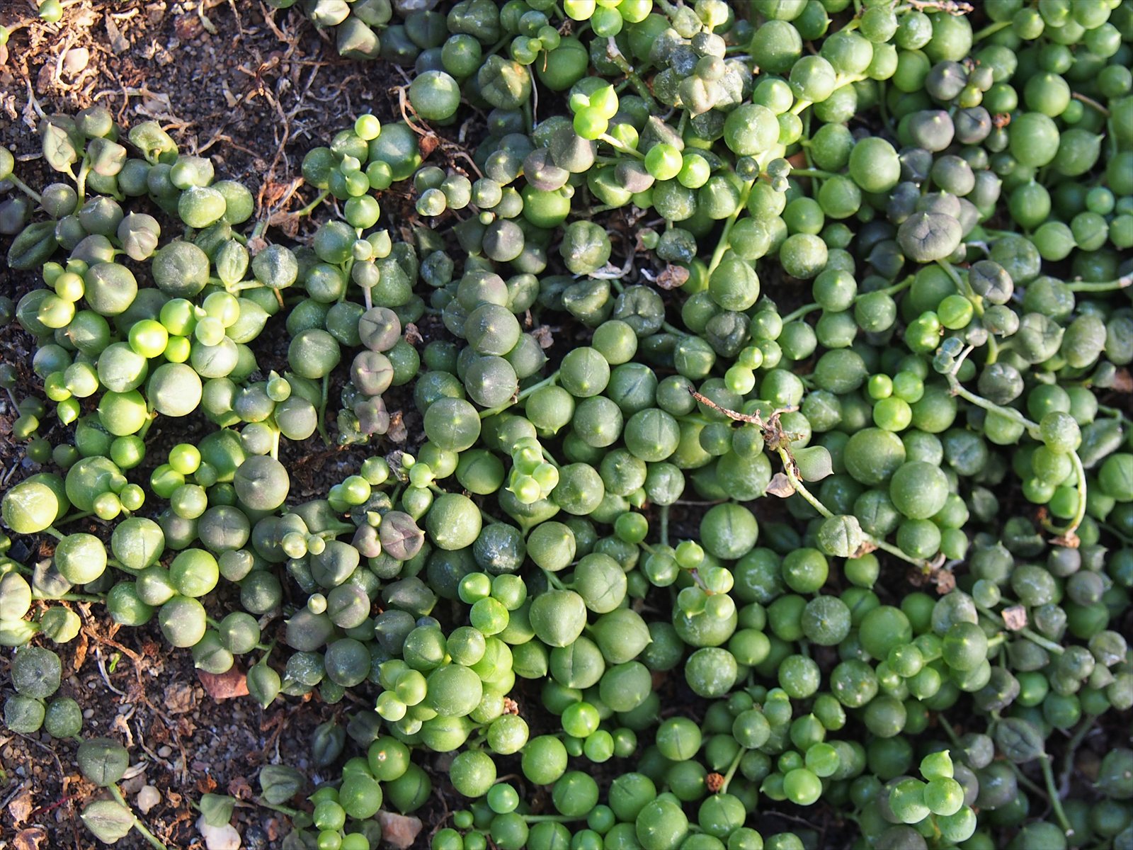 String of pearls, Curio rowleyanus, with trailing stems covered in round bead-like leaves.