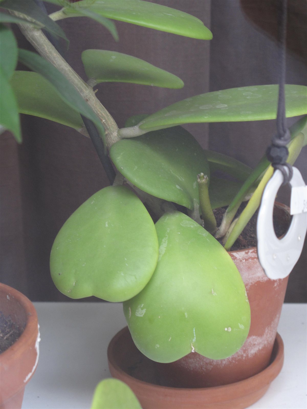 Sweetheart Hoya, Hoya kerrii, with heart-shaped leaves growing on stems.