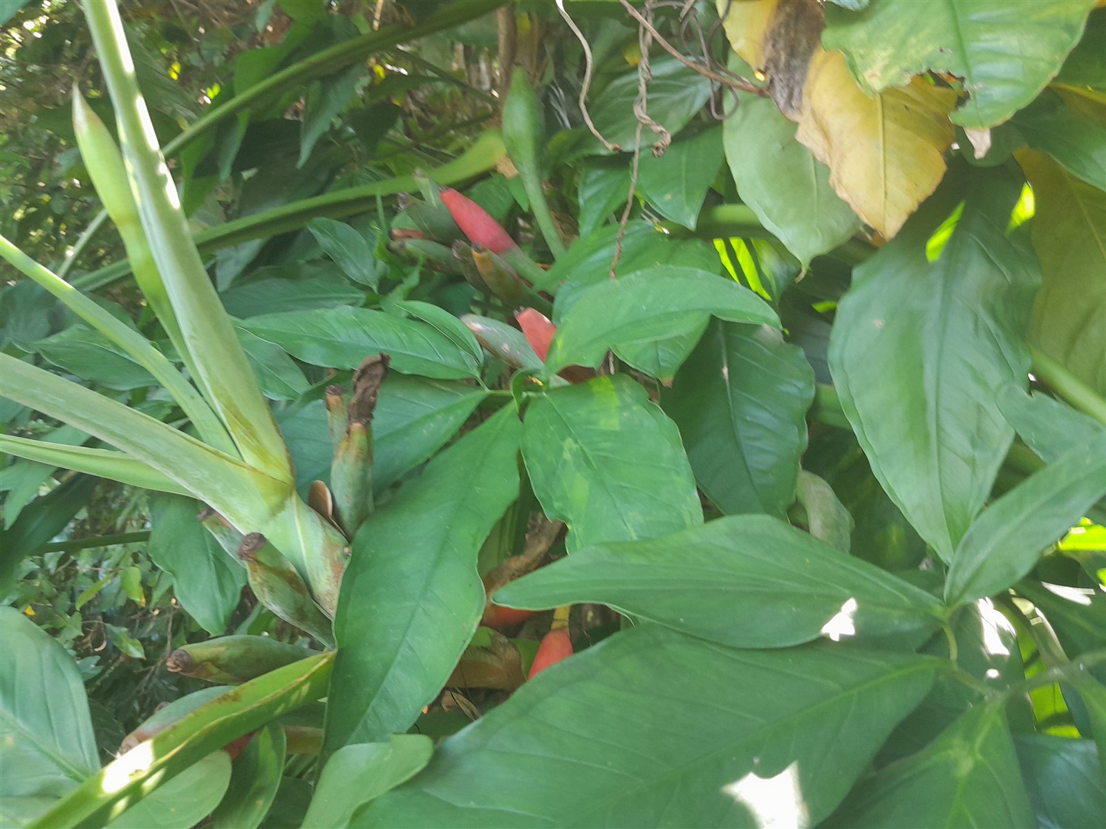 Arrowhead plant, Syngonium podophyllum, with green arrow-shaped leaves.