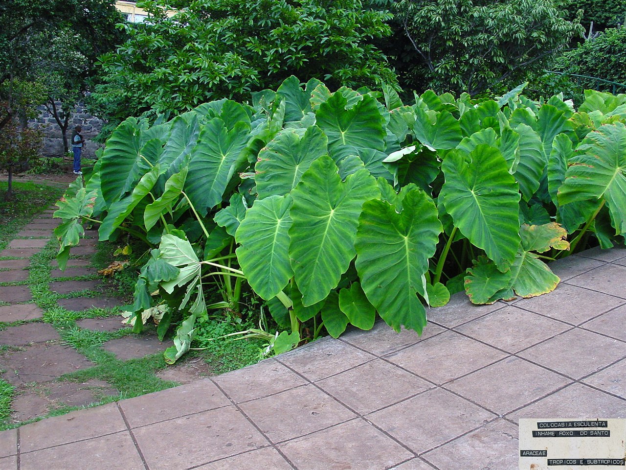 A mature stand of Colocasia esculenta with large green peltate leaves.