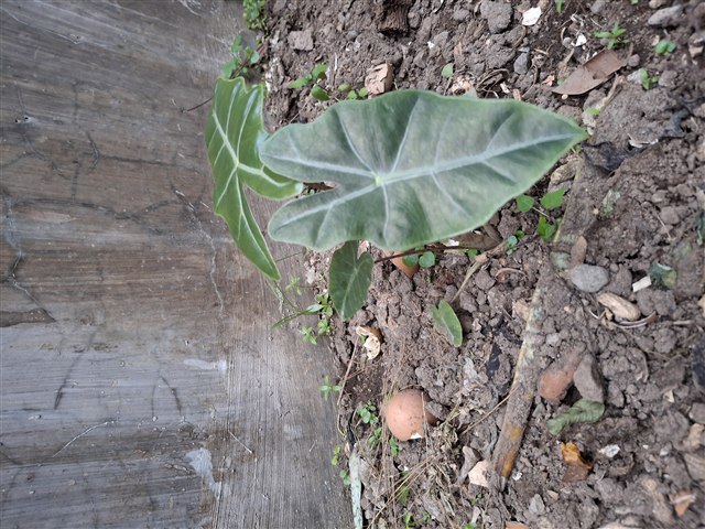 Representative Alocasia plant with large upright green leaves.