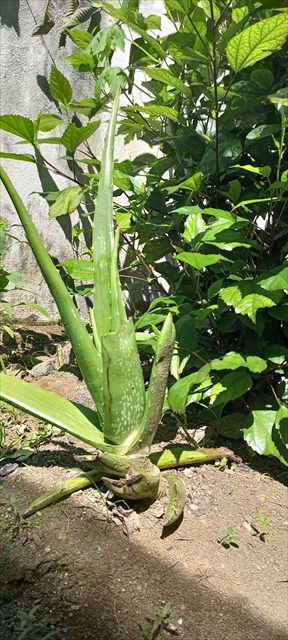 Aloe vera plant with thick pointed succulent leaves growing in a rosette.