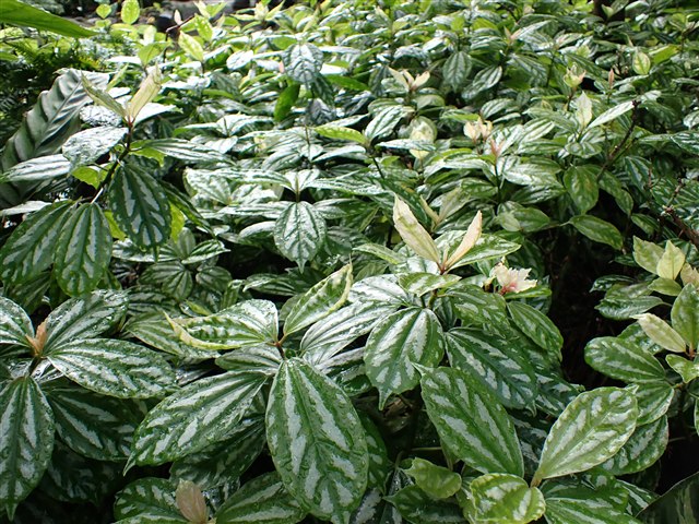 Aluminum plant, Pilea cadierei, with silver-patterned green leaves.