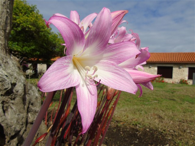 Representative Amaryllis belladonna flower with long green leaves.