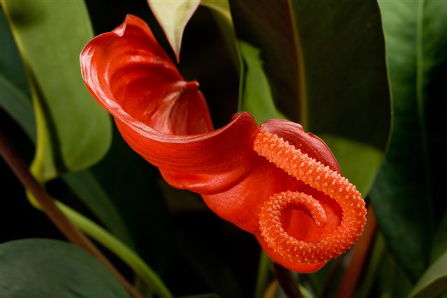 Anthurium scherzerianum inflorescence with a red-orange spathe and curled spadix.