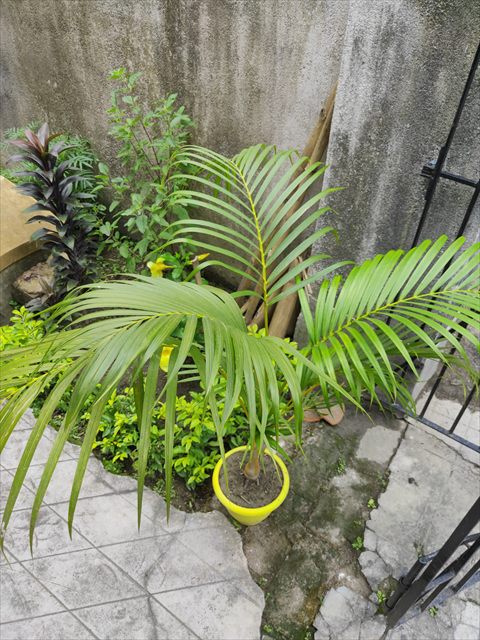 Young areca palm, Dypsis lutescens, with long arching green fronds.