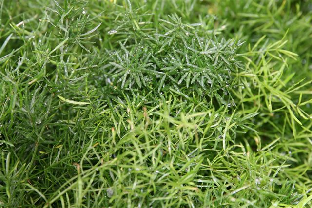 Asparagus fern, Asparagus densiflorus 'Sprengeri', with arching stems covered in fine green foliage.