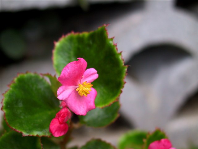 Representative Begonia semperflorens plant with clustered flowers and green leaves.