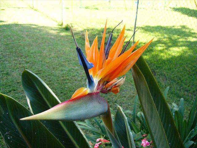 Orange and blue bird of paradise flower, Strelitzia reginae.