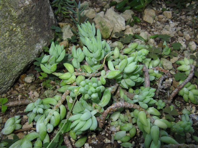 Sedum morganianum, Burro's Tail, at Osaka Prefectural Flower Garden.