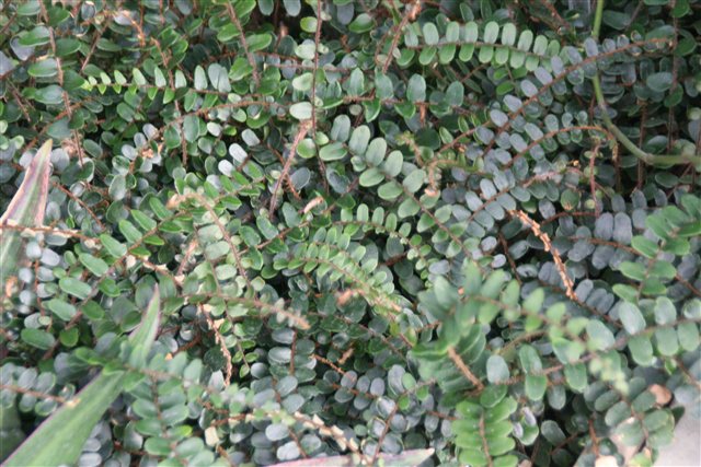 Button Fern, Hemionitis rotundifolia, photographed under the source name Pellaea rotundifolia.
