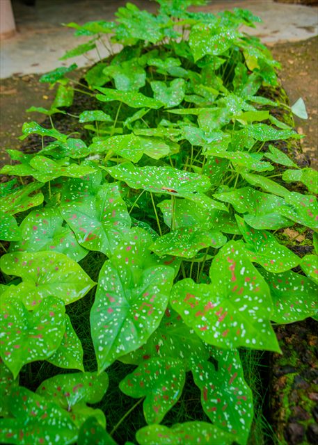 Caladium bicolor with large heart-shaped leaves patterned in green, pink and white.