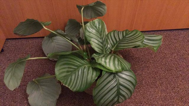 Calathea orbifolia with broad round leaves marked by pale silver-green stripes.