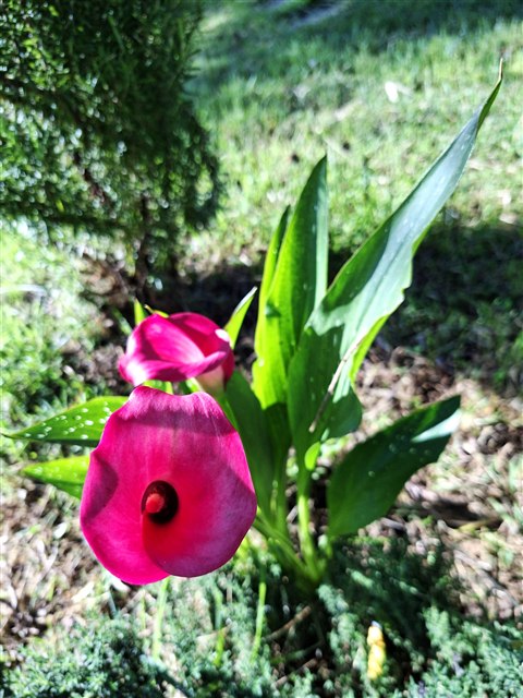 Calla lily, Zantedeschia aethiopica, with white flowers.