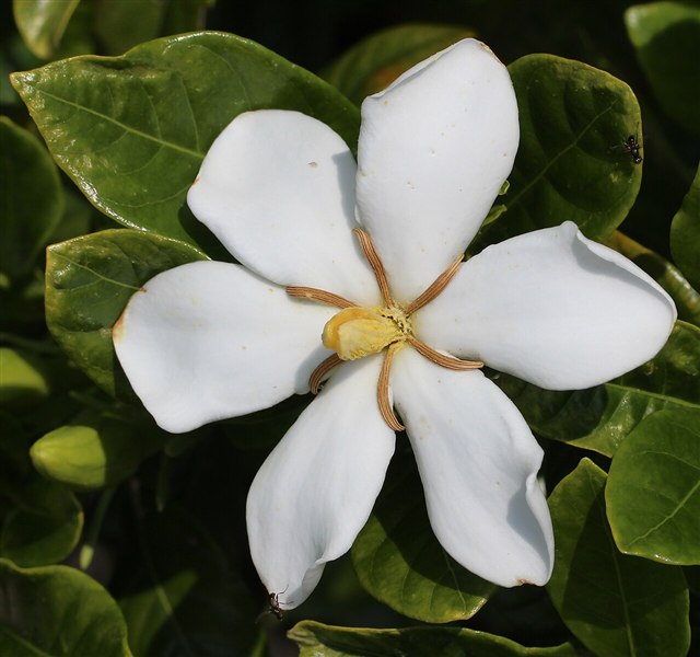 Cape jasmine with a white fragrant flower, bud, and glossy dark green leaves.