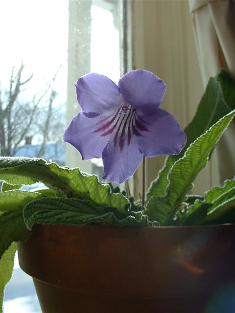 Streptocarpus formosus, a representative Cape Primrose species with purple flowers.