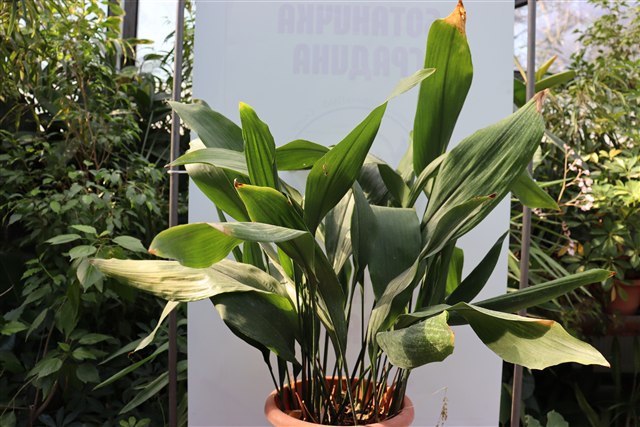 Cast iron plant, Aspidistra elatior, with broad upright dark green leaves.