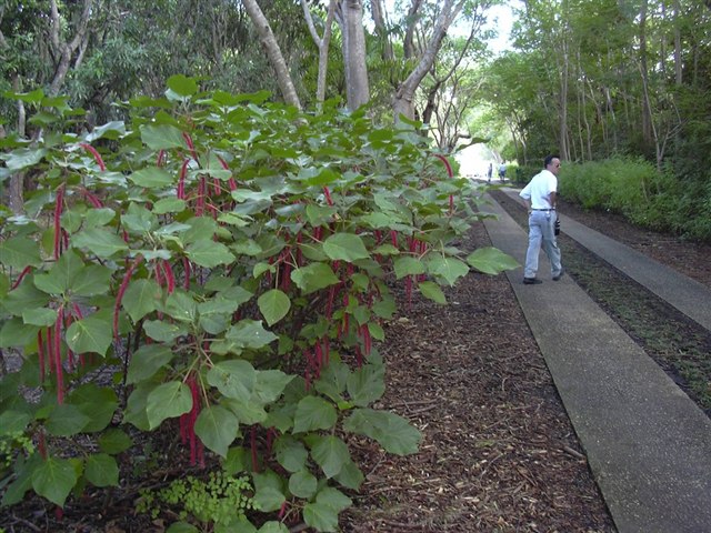 Acalypha hispida shrub with broad green leaves and many hanging red flower tassels.