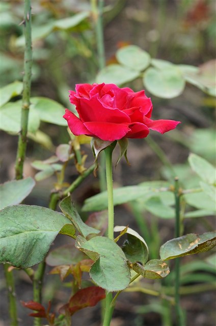 China rose, Rosa chinensis, with a pink flower and green leaves.