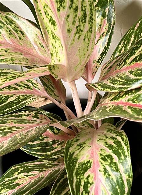 Aglaonema commutatum, a representative Chinese evergreen, with pink and green leaves.