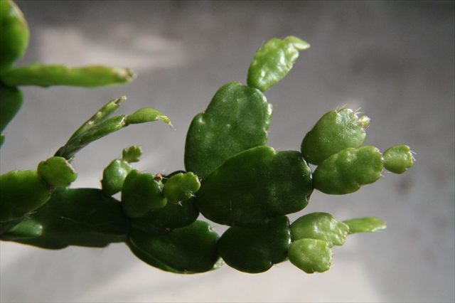 Christmas cactus, Schlumbergera russelliana, with segmented green stems and pink flowers.