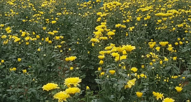 Yellow chrysanthemum flowers growing in a garden.