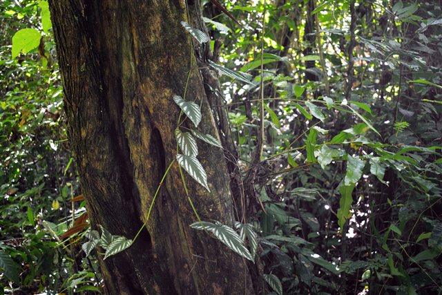 Cissus discolor, the Climbing Begonia, in Ujung Kulon National Park.