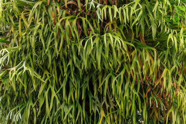 Common staghorn fern, Platycerium bifurcatum, with branching fertile fronds.