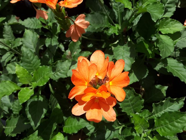 Crossandra infundibuliformis with orange flowers.