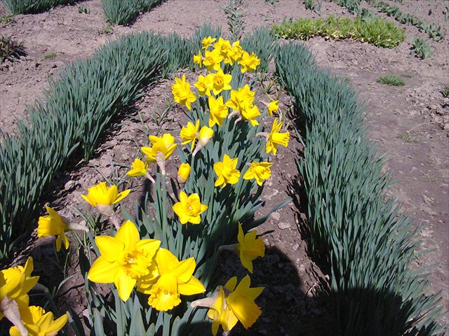 Yellow wild daffodil, Narcissus pseudonarcissus, growing with green leaves.