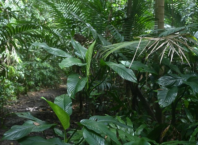 Dieffenbachia seguine with large green leaves marked by pale variegation.