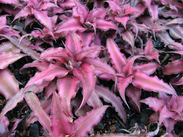 Cryptanthus bivittatus Earth Star with striped rosette foliage.