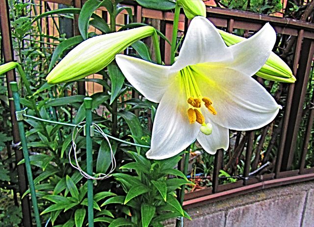 White Easter lily flowers, Lilium longiflorum, growing on green stems.