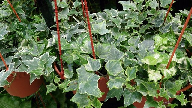English ivy, Hedera helix, with dark green lobed leaves on trailing stems.