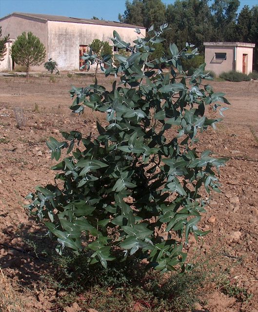 Young Eucalyptus globulus plant with blue-green rounded juvenile leaves.