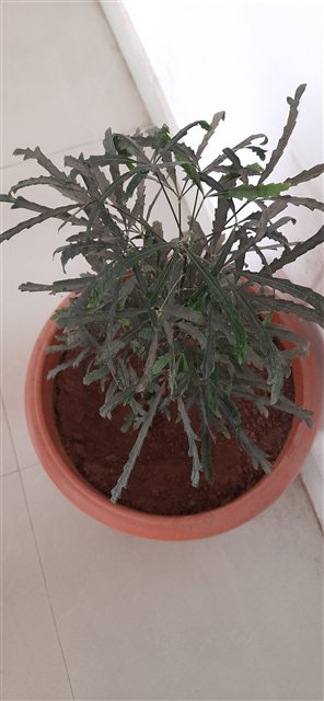 Plerandra elegantissima False Aralia with finely divided dark green leaves.
