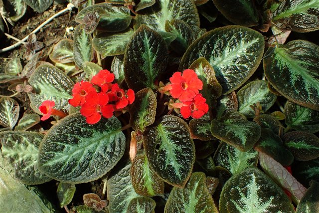 Episcia reptans 'Lady Lou', a Flame Violet cultivar with patterned foliage.