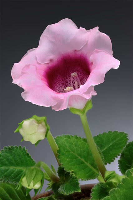 Florist's gloxinia, Sinningia speciosa, with purple trumpet-shaped flowers.