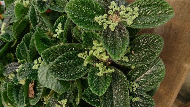 Pilea involucrata Friendship Plant with textured green leaves.