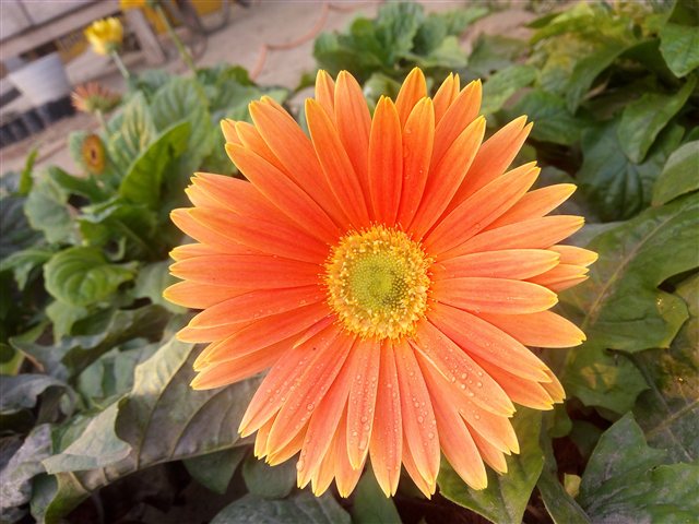Gerbera jamesonii Gerbera Daisy flower with layered petals.