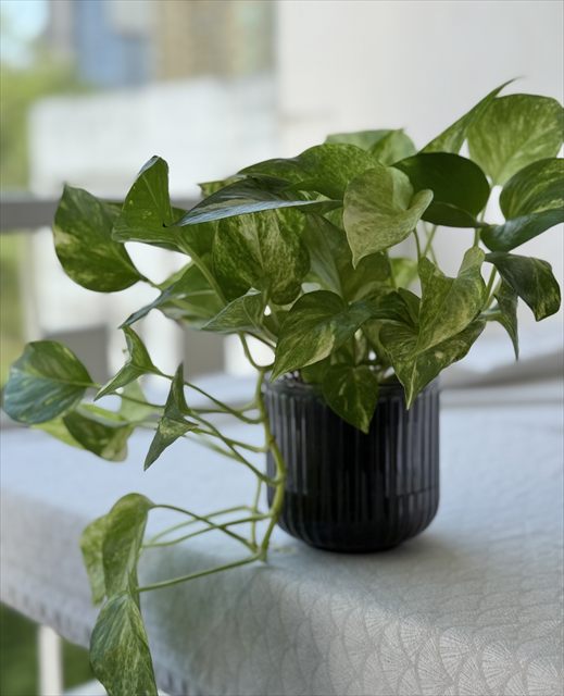 Golden pothos, Epipremnum aureum, with heart-shaped green and yellow-variegated leaves.